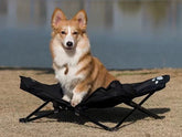 chien sur lit de camp chien