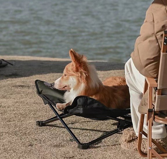 chien sur lit de camp chien plage